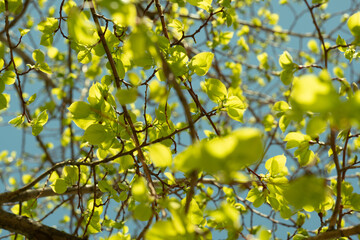 Sunlit Spring Leaves Flourishing on Branches