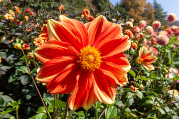 Extreme close-up of a stunning single dahlia flower in vibrant orange and yellow hues, blooming in the sunlight