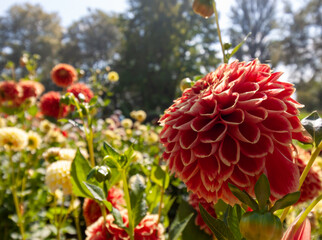 Close-up of a spectacular red and white Pompon Dahlia or Ball Dahlia, with perfectly formed, intricate petals