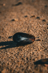 Empty Mussel Shell Resting on Textured Beach Sand in Warm Sunlight