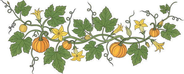 Pumpkin vine with flowers and leaves on a white background