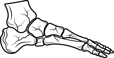 Foot bones illustration showing anatomy of human foot