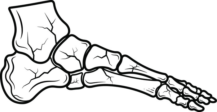 Foot bones illustration showing anatomy of human foot
