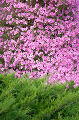 Pink petunias cascading over green shrubbery in a vibrant garden display. A floral composition with strong color contrast and natural harmony