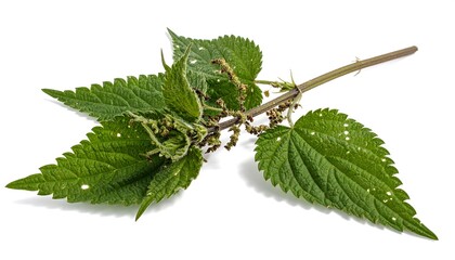 Close-up of a Fresh, Green Stinging Nettle Plant with Detailed Leaves