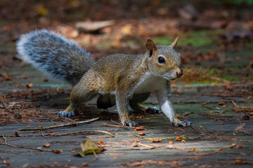 Squirrel