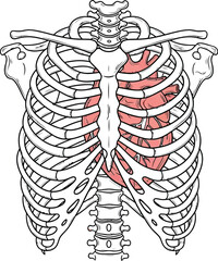 Human heart protected by rib cage anatomical illustration