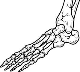 Anatomical drawing of a human foot skeleton in black outline