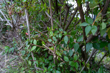 自然と手入れのバランス — アベリアの生け垣面