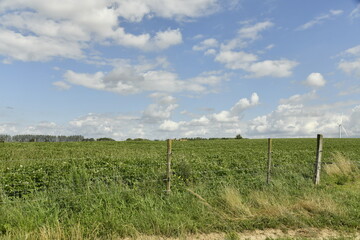 Fototapeta premium Champ de betteraves sous des cumulus de beau temps à Ghislenghien (Ath)