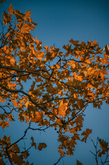 Golden Autumn Leaves Against a Deep Blue Sky