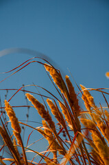 Backlit Golden Grass Plumes Against Deep Blue Sky