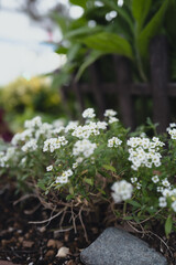 低く広がる白い花雲 — コピースペースあり、春から初夏のアリッサム — 柔らかなボケ背景