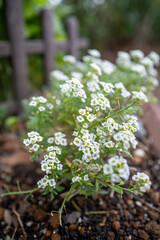 スイートアリッサムの白い小花 &mdash; 庭のボーダーを彩る、甘い香りの白い群花 &mdash; 花壇をふんわり包むアリッサム
