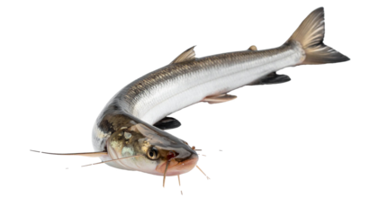 Raw catfish freshwater fish on transparent background