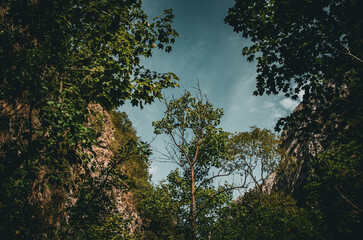 Low Angle View of Forest Canopy and Cliffs Framing a Moody Blue Sky