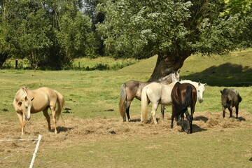 Fototapeta premium Petit troupeau de chevaux dans une prairie à Ghislenghien (Ath) 