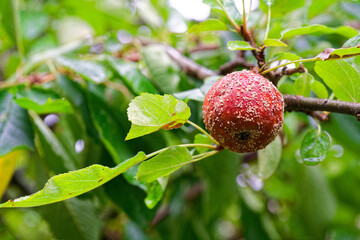 Shriveled red apple with white mold on apple tree branch