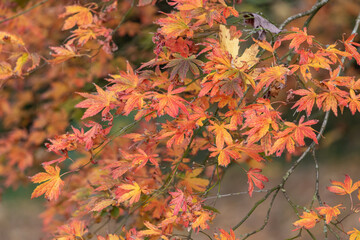 Close up of orange leaves on a Japanese maple (acer palmatum) tree in autumn