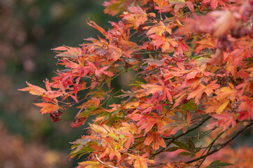 Close up of orange leaves on a Japanese maple (acer palmatum) tree in autumn