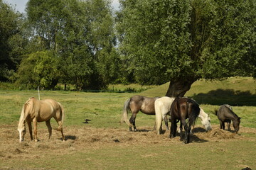 Fototapeta premium Petit troupeau de chevaux dans une prairie à Ghislenghien (Ath) 