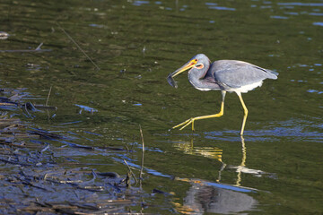 Tricolored heron swallowing fish in saltwater marsh. 