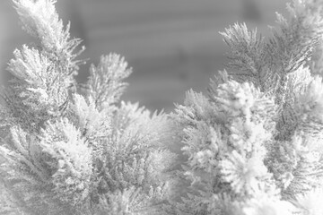 Winter Zweige mit Schnee Platz f&uuml;r Text Dekoration