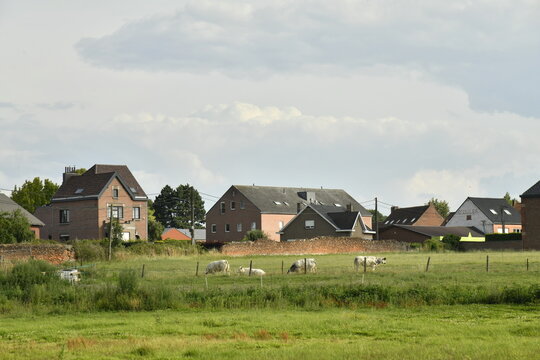 P&acirc;turages pr&egrave;s des maisons modernes &agrave; Ghislenghien (Ath)