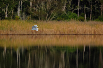 Great egret inflight against blurry woody background. 