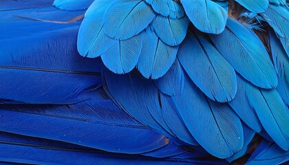 Close-up of Vibrant Blue Feathers from a Macaw Parrot Showing Texture
