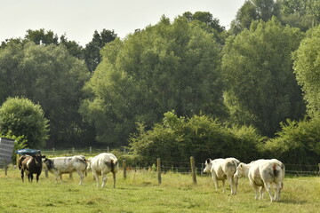 Fototapeta premium Petit troupeau de vaches laitières à Ghislenghien (Ath)