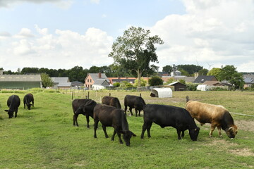 Petit troupeau de vaches laiti&egrave;res dans une p&acirc;ture &agrave; Ghislenghien (Ath)