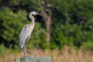 Great blue heron perched against blurry background. 