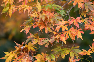 Close up of orange leaves on a Japanese maple (acer palmatum) tree in autumn