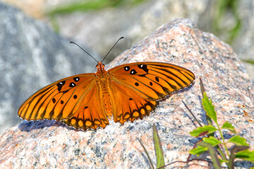 Gulf fritillary orange and black butterfly resting on colorful granite rock. 