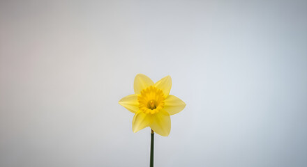 yellow daffodil flower