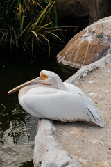 pelican on a rock