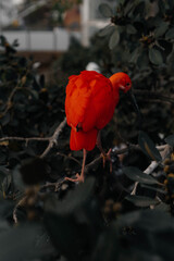 scarlet macaw parrot