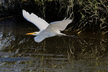 Grat egret flying through marshy saltwater marsh. 