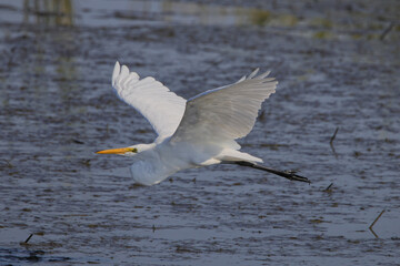 Grat egret flying through marshy saltwater marsh. 