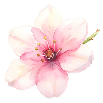 cherry blossom png