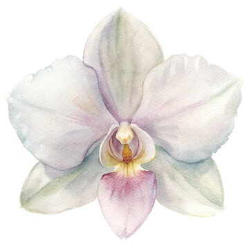 orchid bloom png