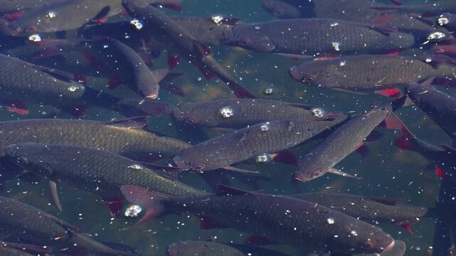 A school of wild fish in the Newport wetlands reserve