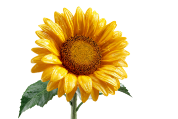 Vibrant yellow sunflower PNG with transparent background, fresh bloom cutout for nature, garden, and summer designs, floral element for graphic projects.