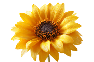 Isolated yellow sunflower PNG on transparent background, vibrant floral cutout for nature design, summer themes, and graphic resources.