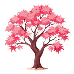 Shirazz Japanese maple, showcasing spectacular pink and variegated spring foliage that darkens in summer, a beautiful multi-stemmed specimen.