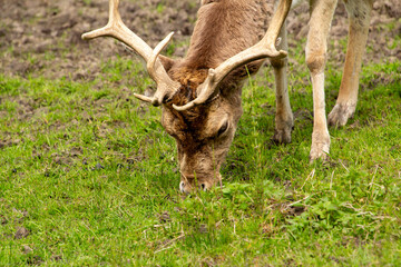Close-up photo of a male fallow deer grazing in the meadow.