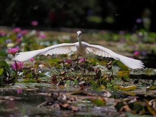 Little blue heron inflight among colorful lily pad lotus blossoms. 