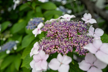 ガクアジサイの繊細な花火 — 初夏を告げるレースキャップ