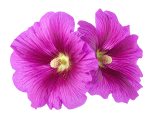 Two vibrant purple hollyhock flowers.  Close-up, isolated on black